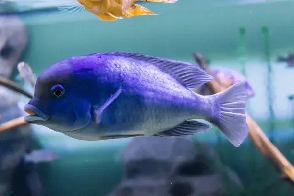 Imagem do Peixe Golfinho